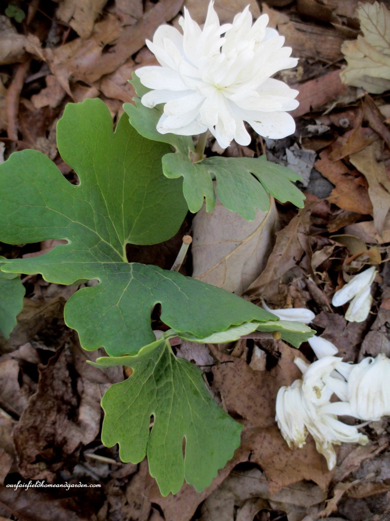Double Bloodroot https://lolajack.jp.net/field-trip-mt-cuba-centers-10th-annual-wildflower-celebration/