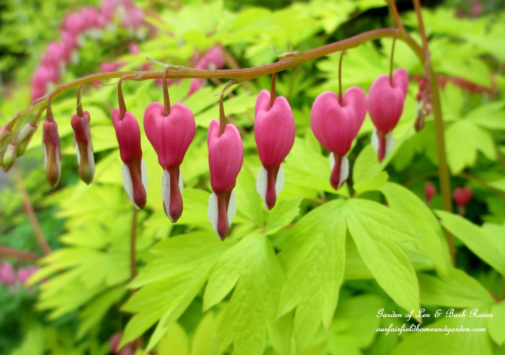Dicentra https://lolajack.jp.net/bleeding-heart-for-your-spring-garden/