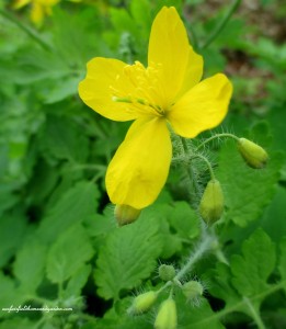 Wood Poppy https://lolajack.jp.net/field-trip-mt-cuba-centers-10th-annual-wildflower-celebration/