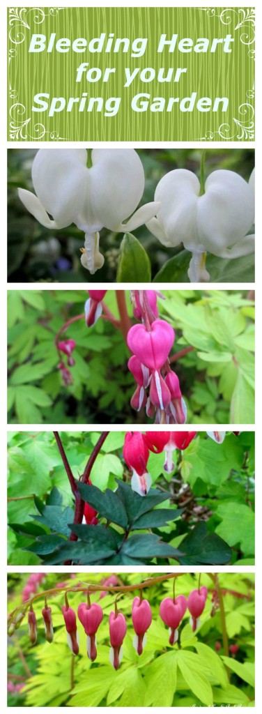 Bleeding Hearts https://lolajack.jp.net/bleeding-heart-for-your-spring-garden/