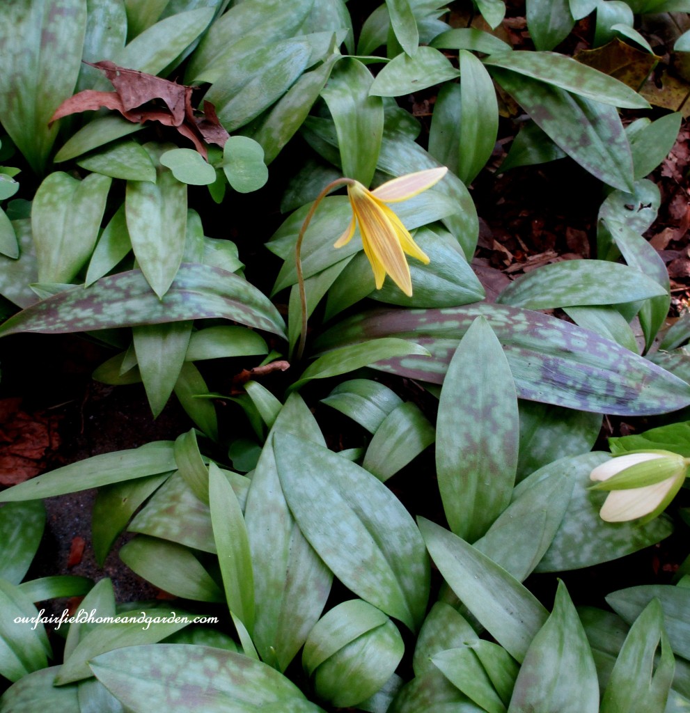 Trout Lily https://lolajack.jp.net/field-trip-mt-cuba-centers-10th-annual-wildflower-celebration/