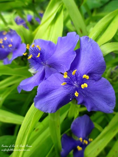 Spiderwort https://lolajack.jp.net/june-garden-our-fairfield-home-garden/