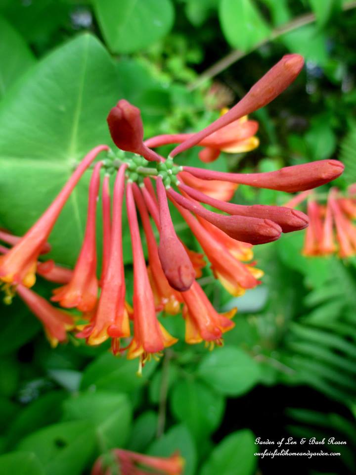 Lonicera https://lolajack.jp.net/june-garden-our-fairfield-home-garden/
