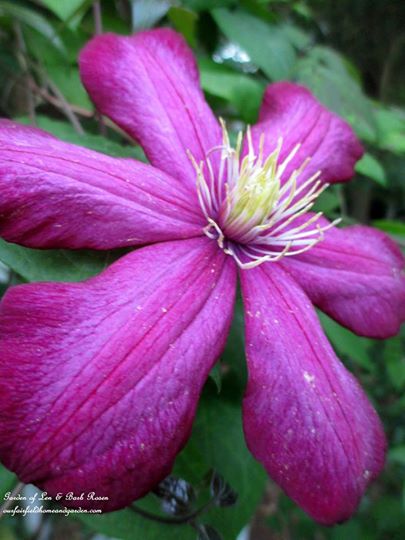 Pink Clematis https://lolajack.jp.net/june-garden-our-fairfield-home-garden/