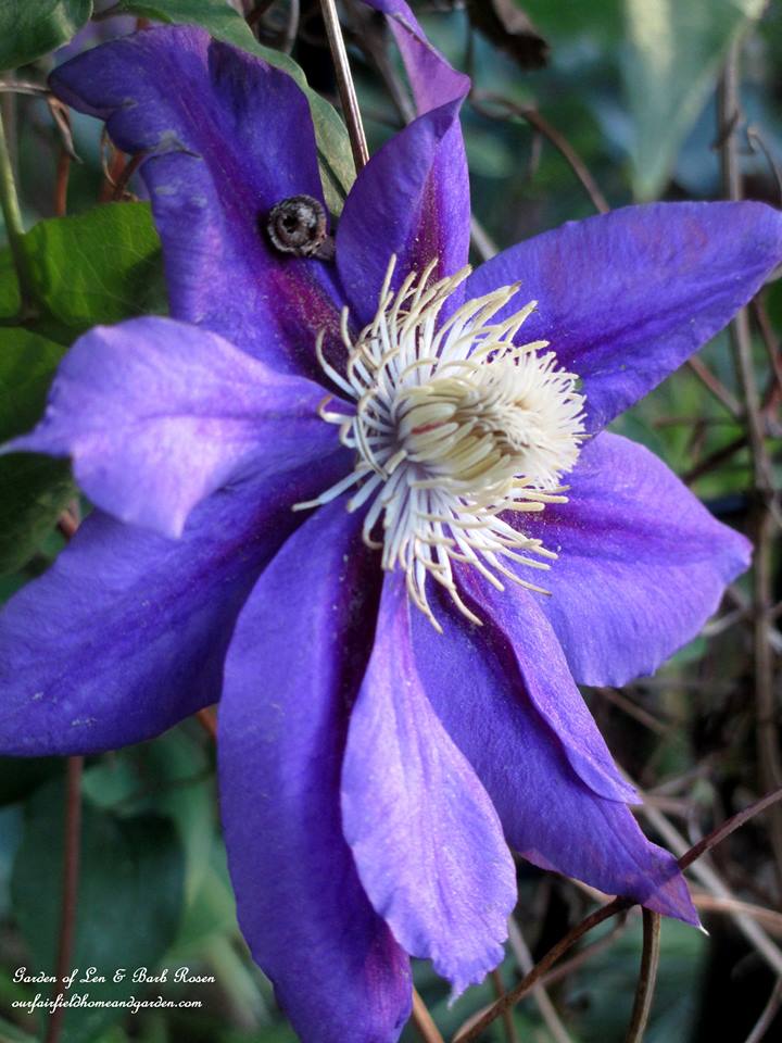 Clematis https://lolajack.jp.net/june-garden-our-fairfield-home-garden/