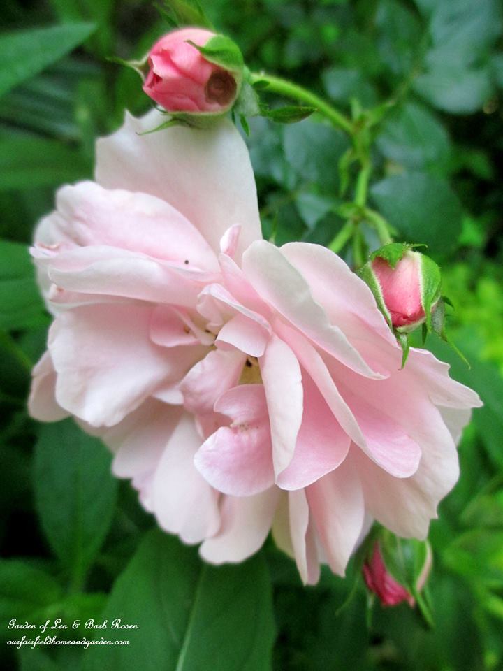 Fairy Rose https://lolajack.jp.net/june-garden-our-fairfield-home-garden/