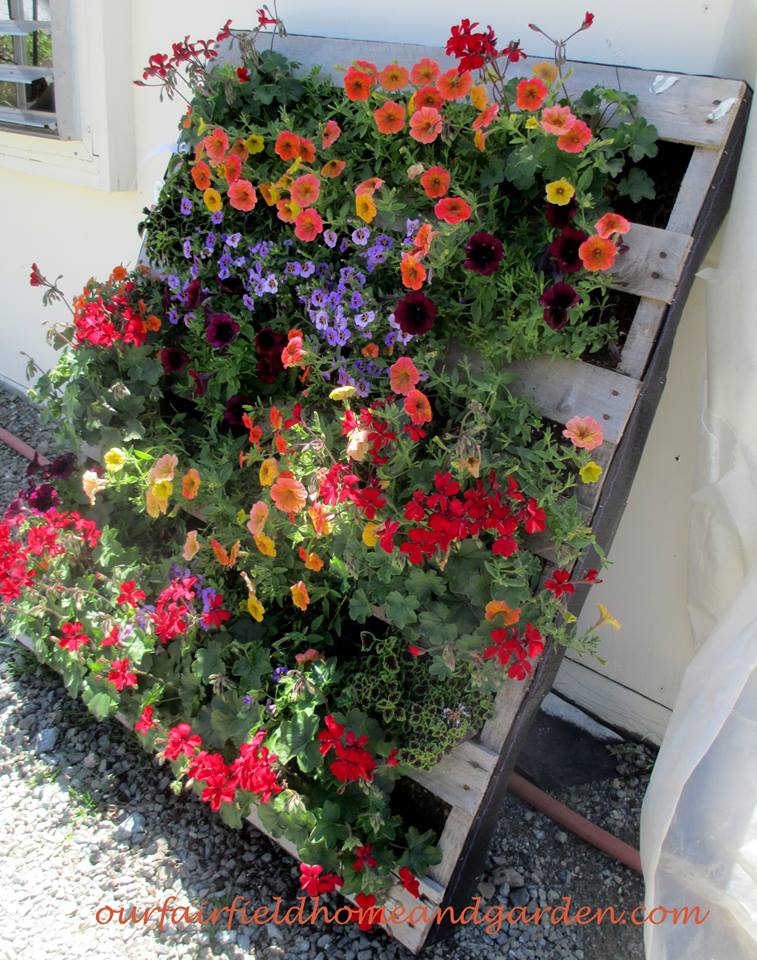Pretty Pallet Planter with Petunias! https://lolajack.jp.net/container-gardens-our-fairfield-home-garden/