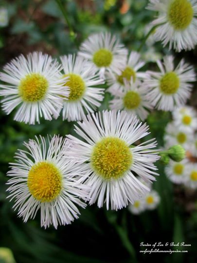 Fleabane https://lolajack.jp.net/june-garden-our-fairfield-home-garden/