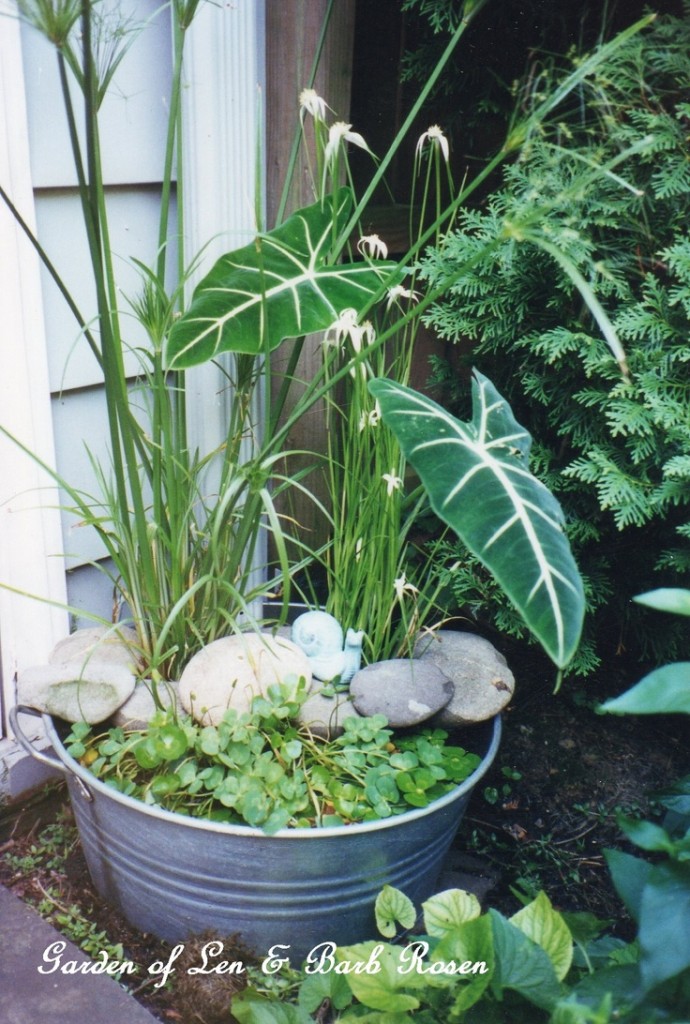 Tub Water Garden https://lolajack.jp.net/a-trip-down-memory-lane-my-former-garden/