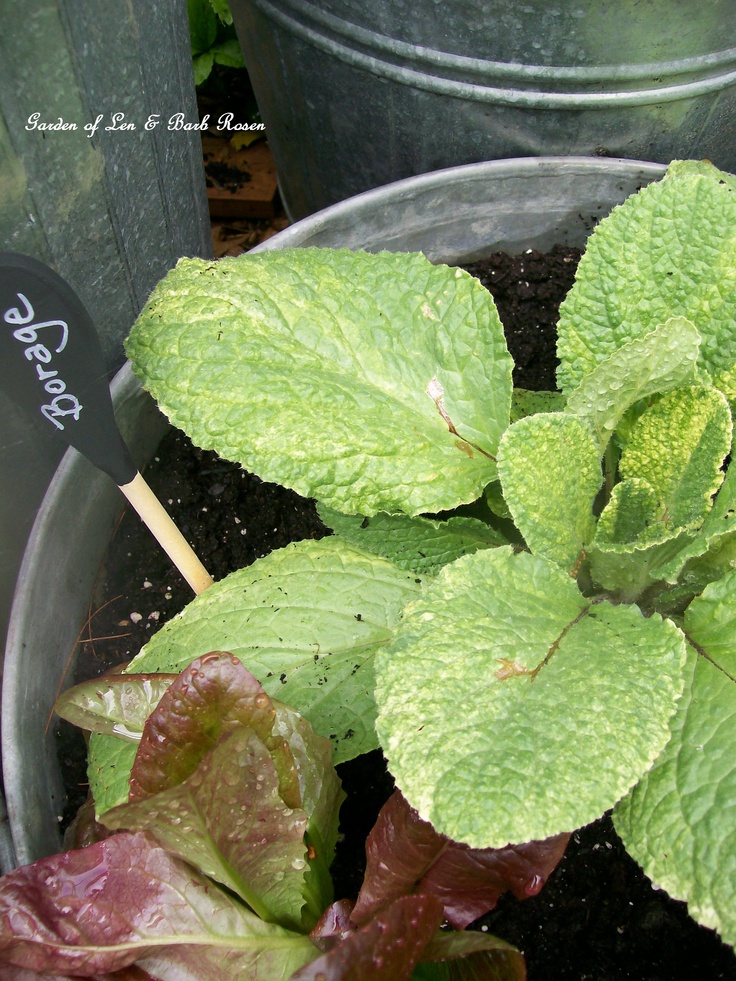 Galvanized Container Garden https://lolajack.jp.net/container-gardens-our-fairfield-home-garden/