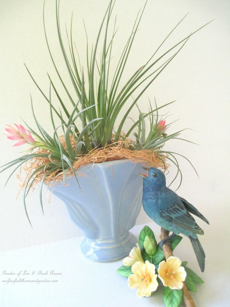 Air Plants in Containers https://lolajack.jp.net/air-plant-palette/