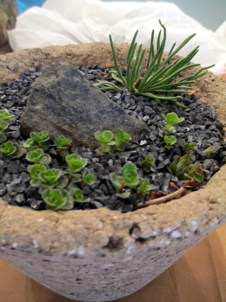 Hypertufa Planter https://lolajack.jp.net/diy-project-thedch-hypertufa-workshop/