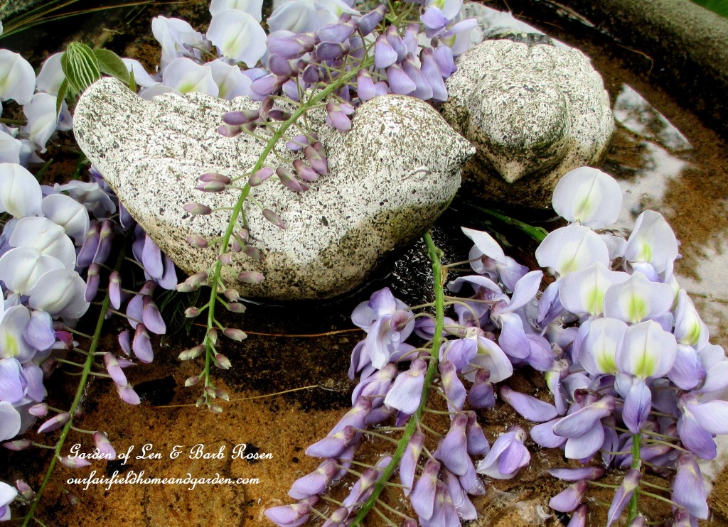 Wisteria blooms https://lolajack.jp.net/june-garden-our-fairfield-home-garden/