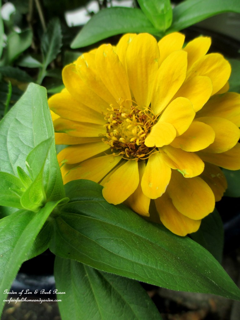 Zinnia https://lolajack.jp.net/june-garden-our-fairfield-home-garden/