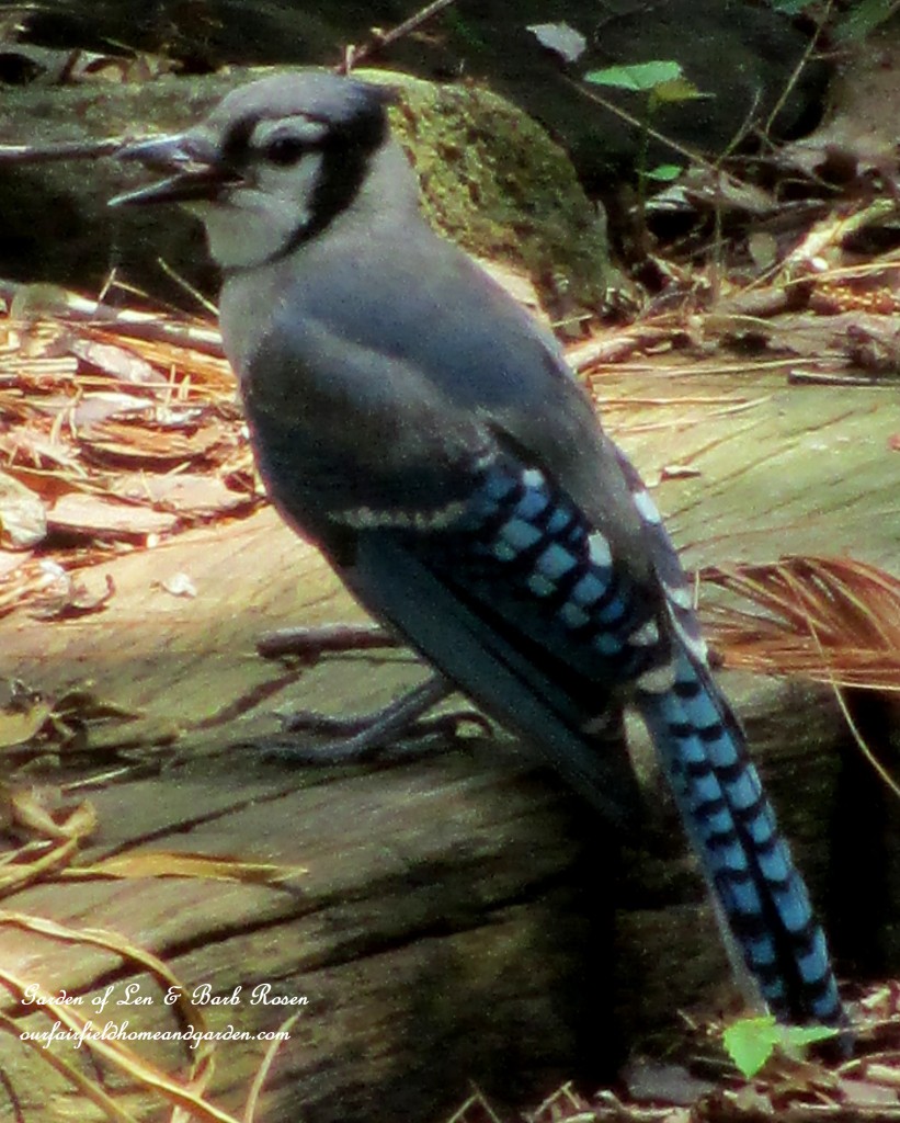 Blue Jay https://lolajack.jp.net/diy-bird-baths-bring-birds-to-your-garden/