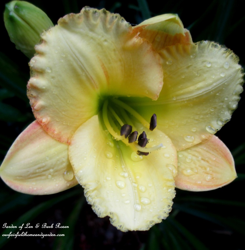 Day Lily https://lolajack.jp.net/in-a-summer-garden-our-fairfield-home-garden/