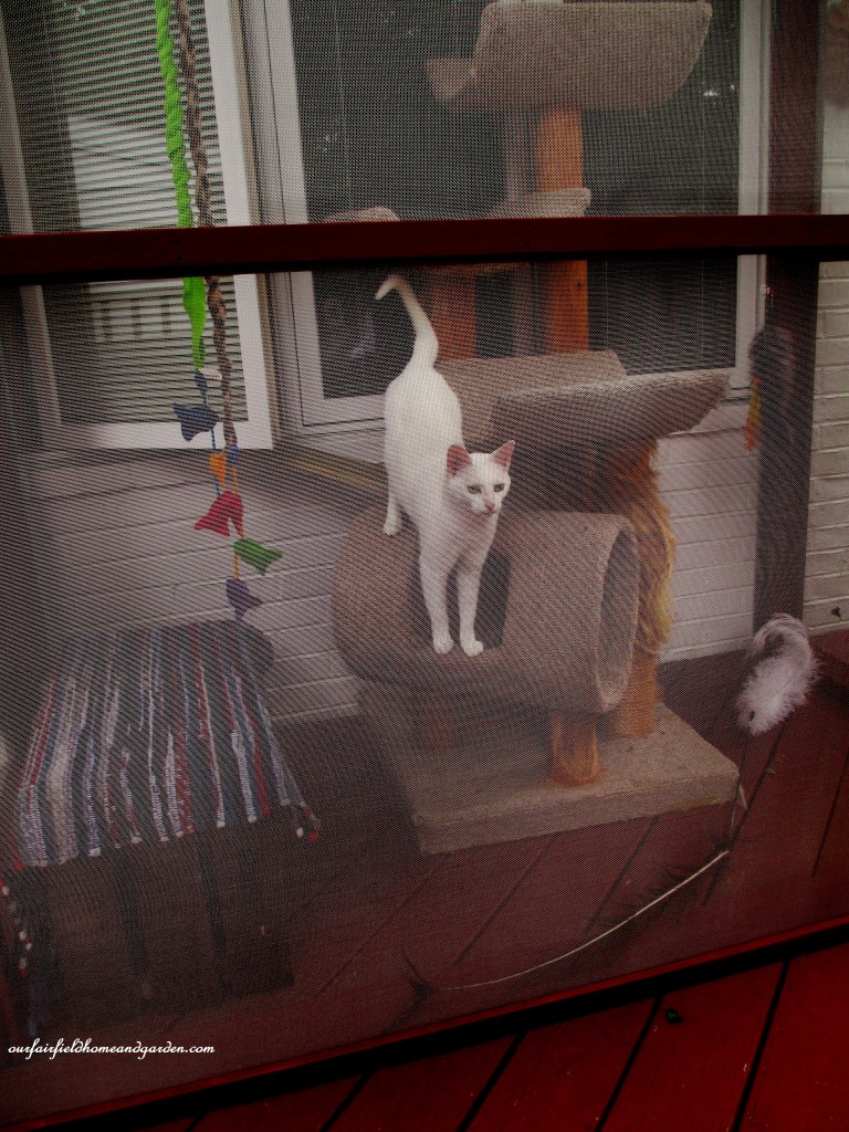 Catio https://lolajack.jp.net/build-a-catio-a-tiny-screen-house-for-kitty-cats/