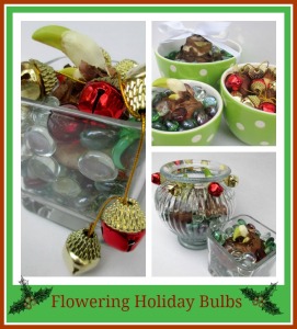 Flowering Holiday Bulbs https://lolajack.jp.net/flowering-holiday-bulbs/