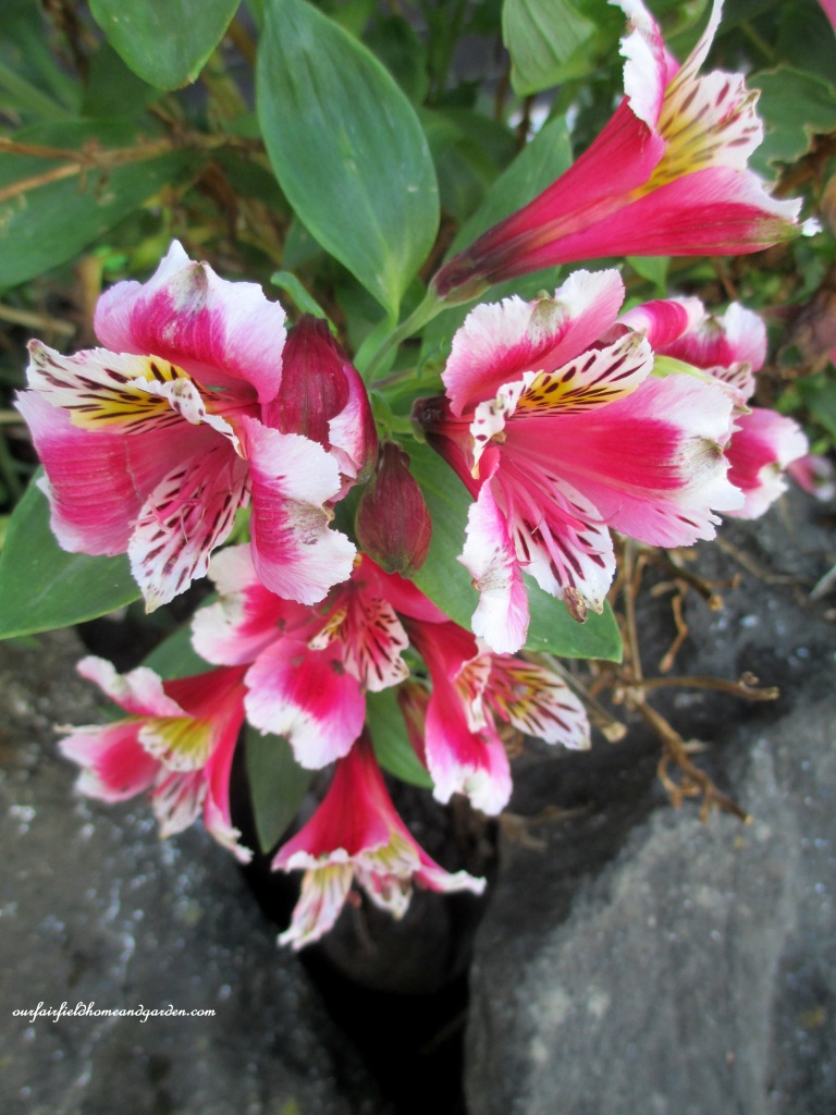 Alstroemeria https://lolajack.jp.net/an-oregon-trip-proposal-rock-at-neskowin/
