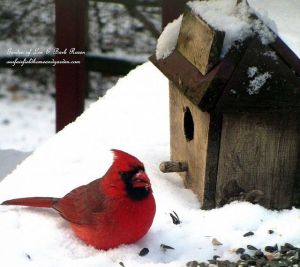 Time To Feed The Birds! https://lolajack.jp.net/its-time-to-feed-the-birds/