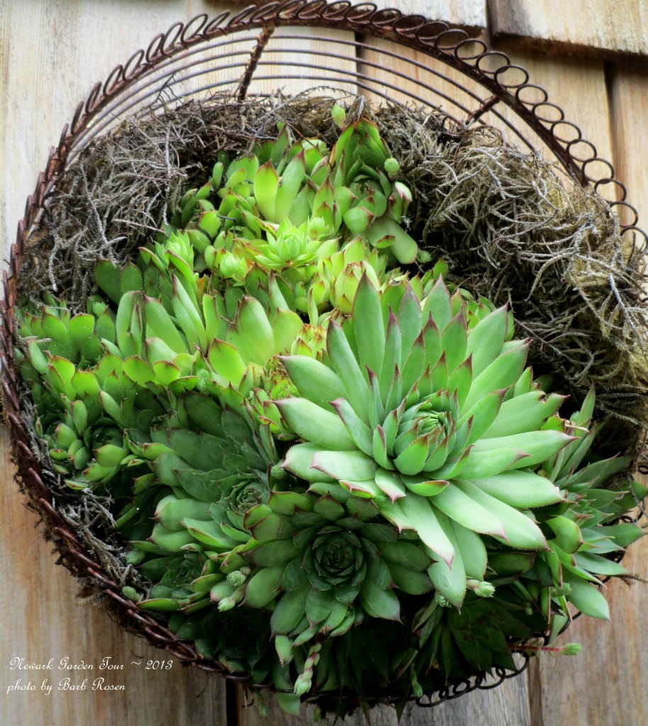 Succulents in a basket https://lolajack.jp.net/unexpected-garden-accents/