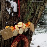 Bird Buffet https://lolajack.jp.net/diy-project-turn-a-rake-head-into-a-bird-buffet/