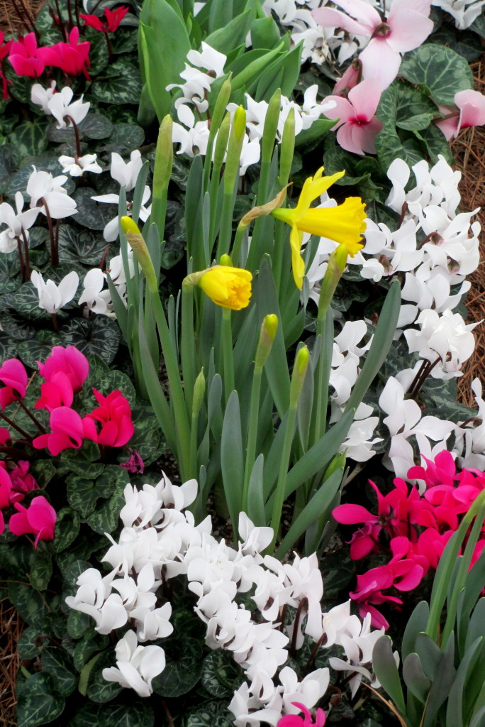 Spring Bulbs https://lolajack.jp.net/a-visit-to-longwood-gardens-orchid-extravaganza-2015/