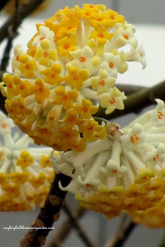 Edgeworthia ~ Paper Bush https://lolajack.jp.net/a-visit-to-longwood-gardens-orchid-extravaganza-2015/