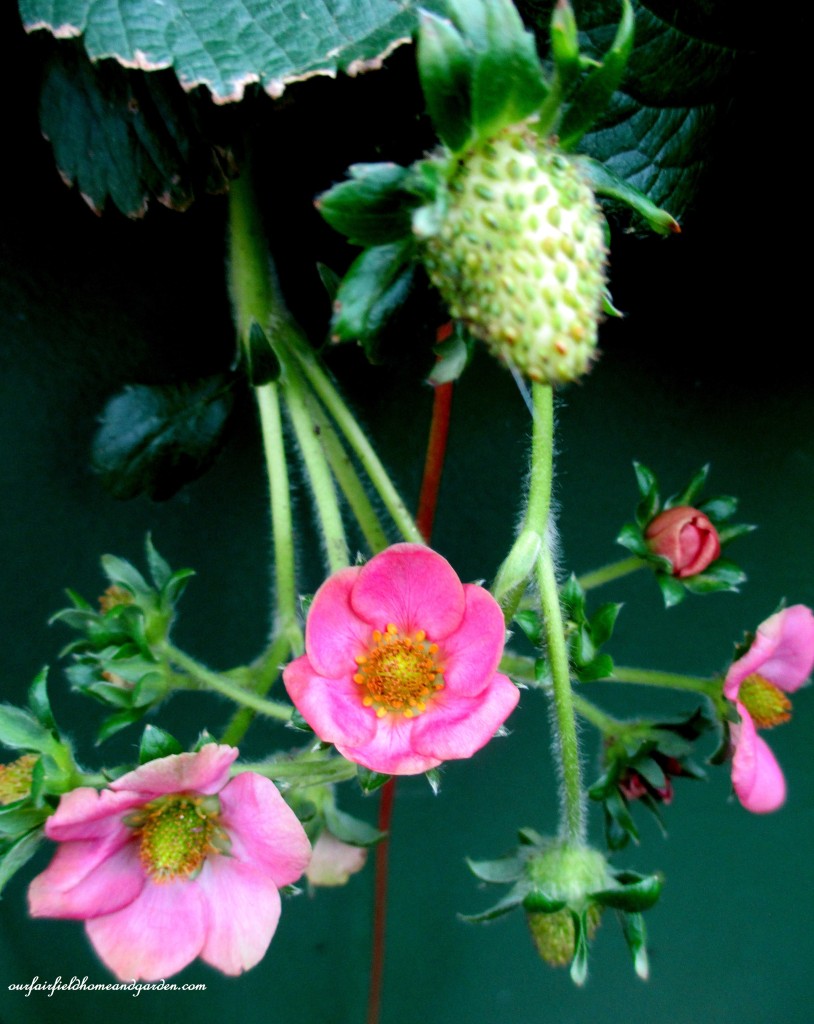 Greenhouse Strawberries https://lolajack.jp.net/a-visit-to-longwood-gardens-orchid-extravaganza-2015/