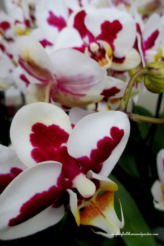 Longwood Gardens Orchids https://lolajack.jp.net/a-visit-to-longwood-gardens-orchid-extravaganza-2015/
