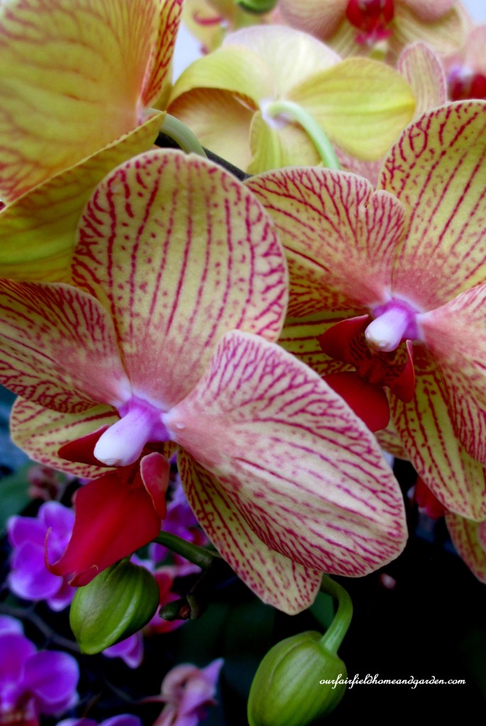 Longwood Gardens Orchids https://lolajack.jp.net/a-visit-to-longwood-gardens-orchid-extravaganza-2015/