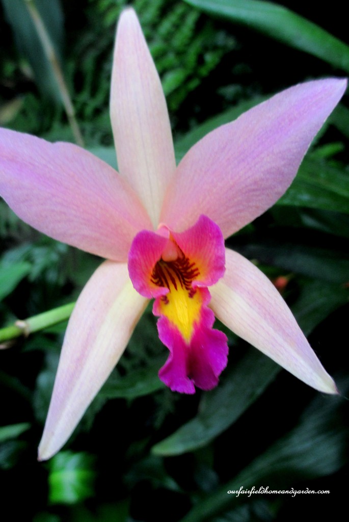 Longwood Gardens Orchid https://lolajack.jp.net/a-visit-to-longwood-gardens-orchid-extravaganza-2015/