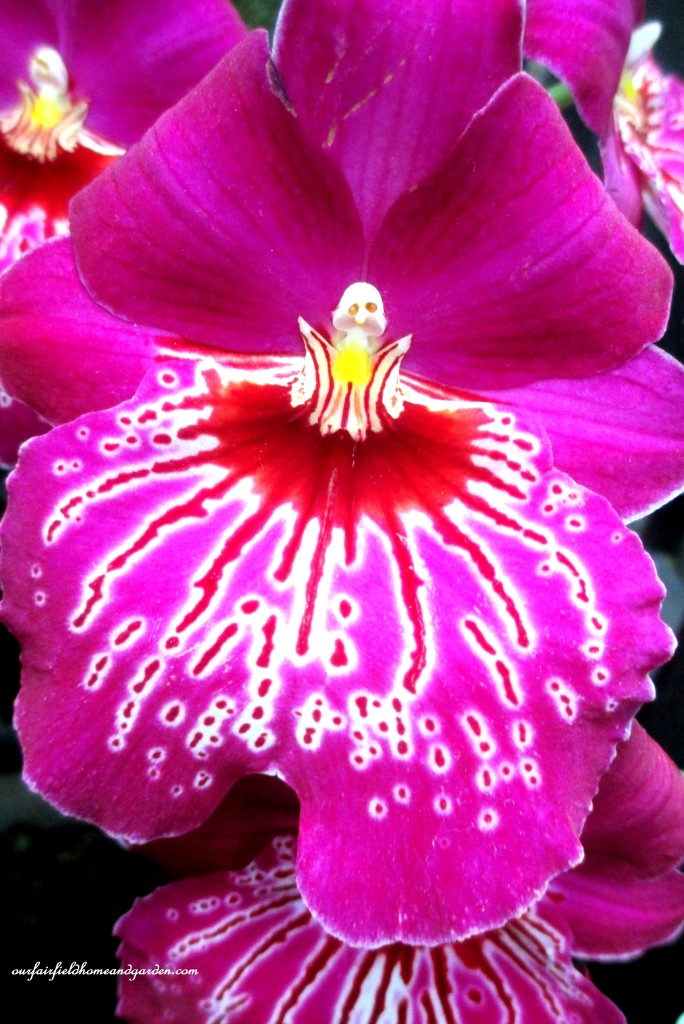 Longwood Gardens Orchids https://lolajack.jp.net/a-visit-to-longwood-gardens-orchid-extravaganza-2015/