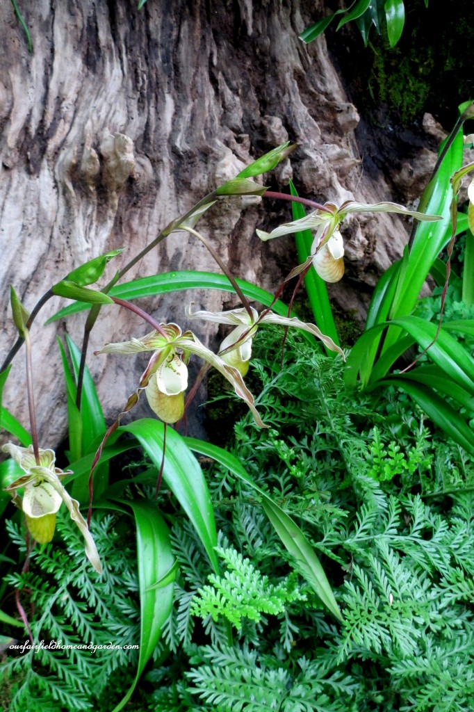 Woodland Orchids~ Longwood Gardens https://lolajack.jp.net/a-visit-to-longwood-gardens-orchid-extravaganza-2015/