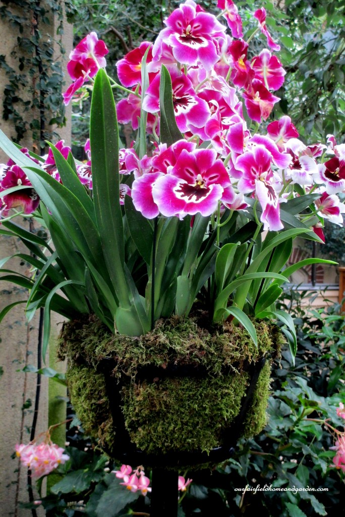 Orchid Basket https://lolajack.jp.net/a-visit-to-longwood-gardens-orchid-extravaganza-2015/
