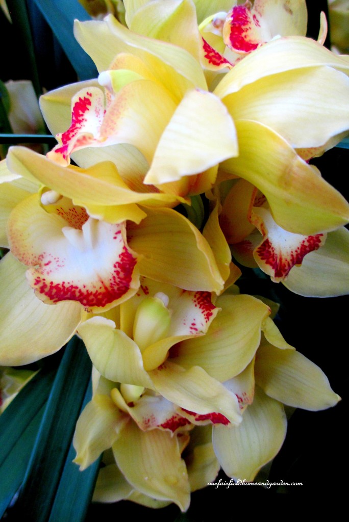 Longwood Gardens Orchids https://lolajack.jp.net/a-visit-to-longwood-gardens-orchid-extravaganza-2015/