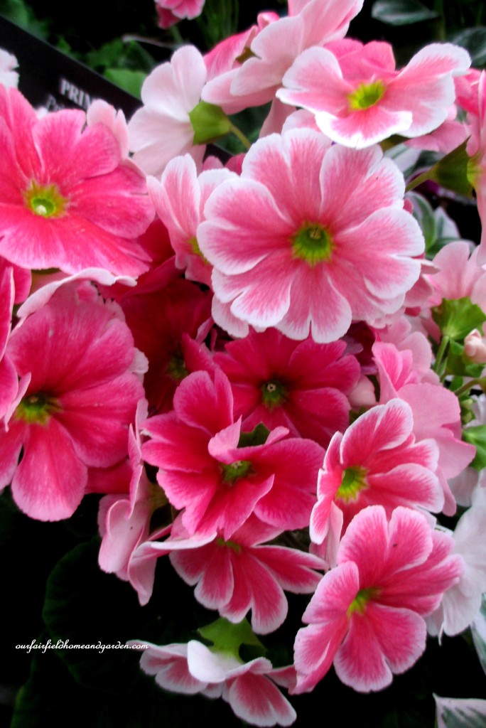 Primroses https://lolajack.jp.net/a-visit-to-longwood-gardens-orchid-extravaganza-2015/