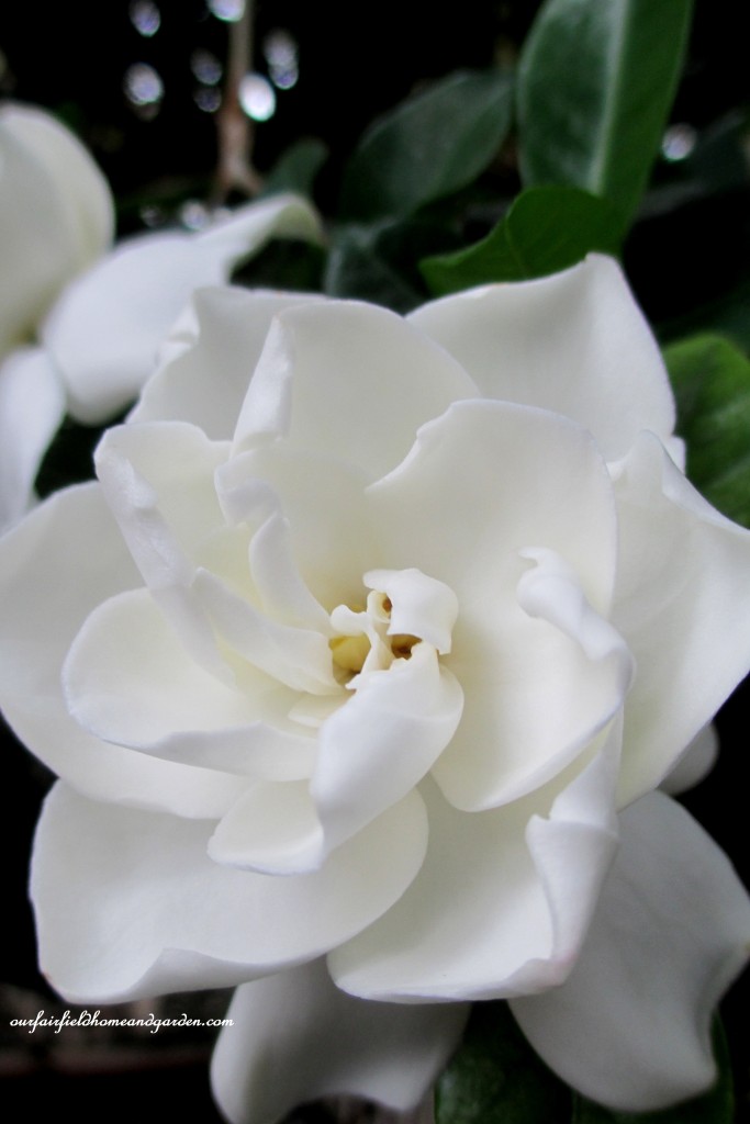 Gardenia Blossom https://lolajack.jp.net/a-visit-to-longwood-gardens-orchid-extravaganza-2015/