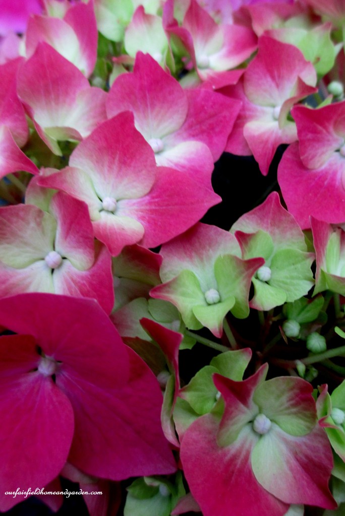 Hydrangea Blooms https://lolajack.jp.net/a-visit-to-longwood-gardens-orchid-extravaganza-2015/