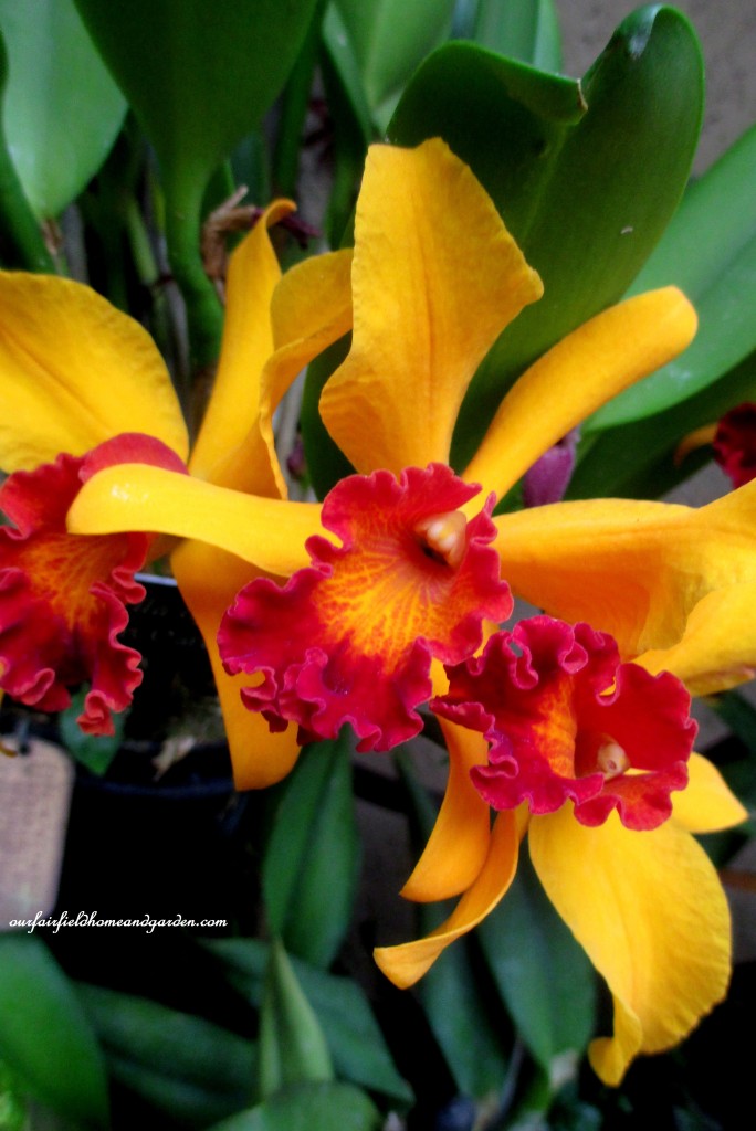 Longwood Gardens Orchids https://lolajack.jp.net/a-visit-to-longwood-gardens-orchid-extravaganza-2015/