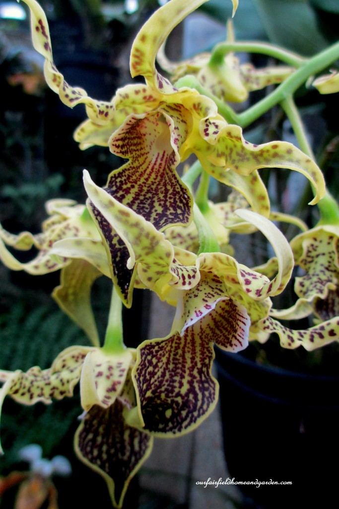 Longwood Gardens Orchids https://lolajack.jp.net/a-visit-to-longwood-gardens-orchid-extravaganza-2015/