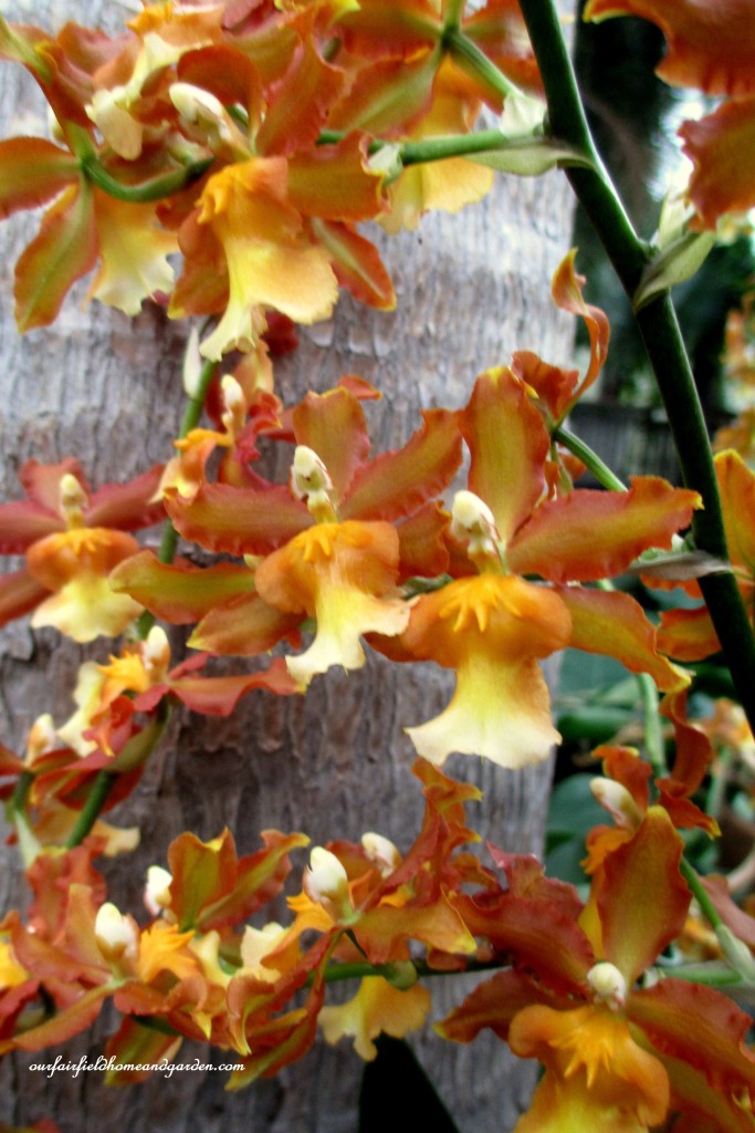 Longwood Gardens Orchids https://lolajack.jp.net/a-visit-to-longwood-gardens-orchid-extravaganza-2015/