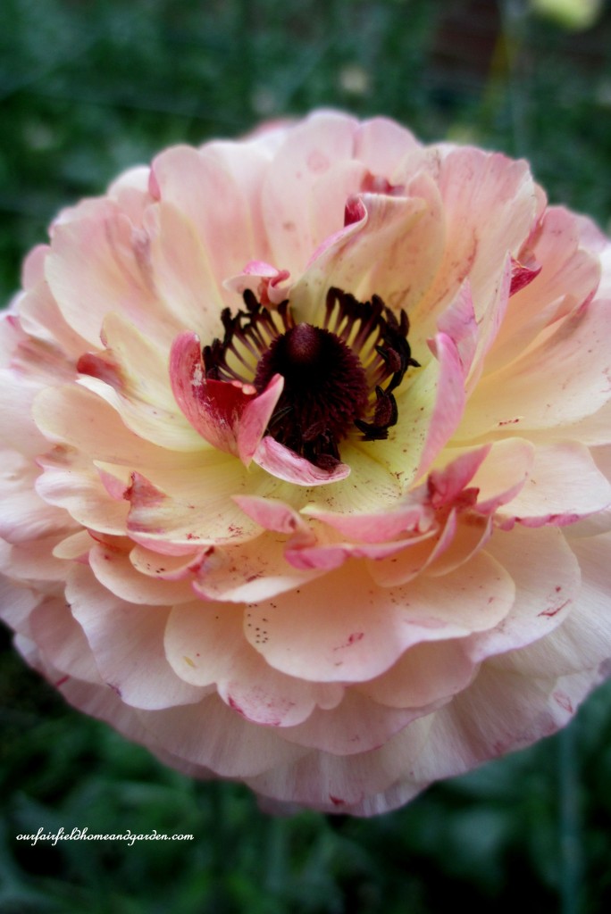 Ranunculus https://lolajack.jp.net/a-visit-to-longwood-gardens-orchid-extravaganza-2015/
