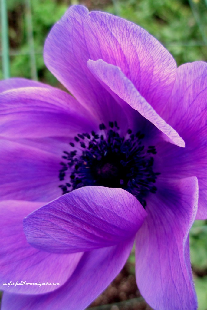 Anemone ~ Windflower https://lolajack.jp.net/a-visit-to-longwood-gardens-orchid-extravaganza-2015/