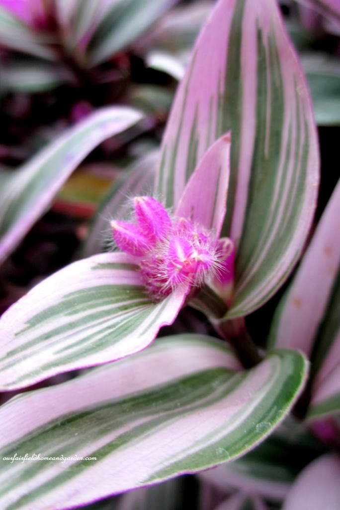 Variegated Tradescantia https://lolajack.jp.net/a-visit-to-longwood-gardens-orchid-extravaganza-2015/