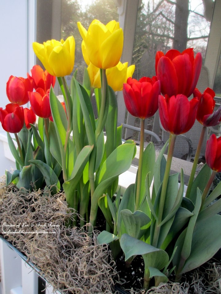Tulips and More Tulips! https://lolajack.jp.net/spring-windowboxes/