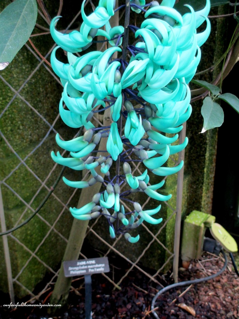 Jade Vine (strongylodon macrobotrys) growing at Longwood Gardens https://lolajack.jp.net/jade-vine-strongylodon-macrobotrys/
