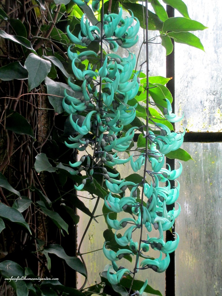 Jade Vine https://lolajack.jp.net/jade-vine-strongylodon-macrobotrys/