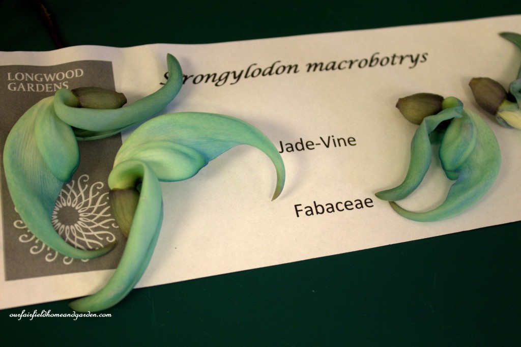 Jade Vine Petals https://lolajack.jp.net/jade-vine-strongylodon-macrobotrys/