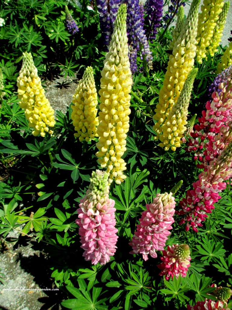 Colorful Lupines at Lone Pine Nursery https://lolajack.jp.net/road-trip-lancaster-county-greenhouses/